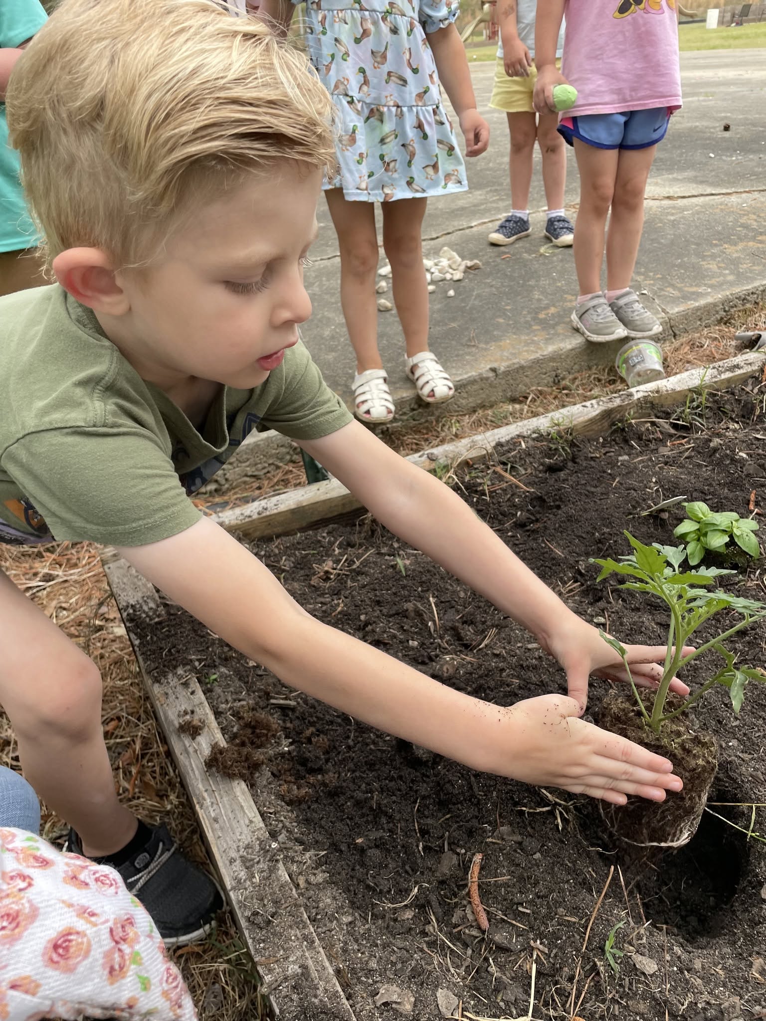 Clarendon Hall preschool student planting in the school garden